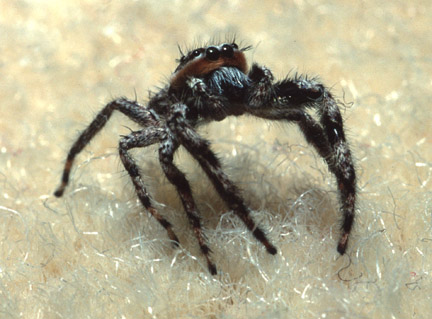 ©1999 Geoff Adams; all rights reserved. Spider on Carpet