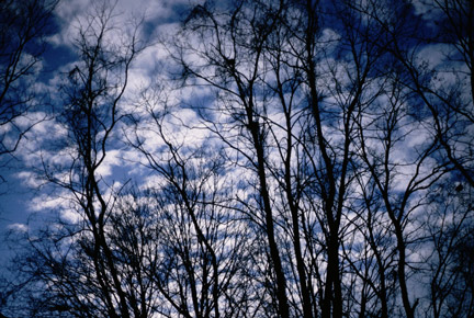 Trees and Clouds