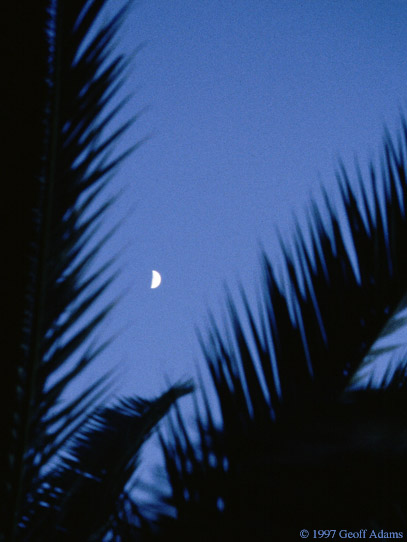 Moon through the Palm