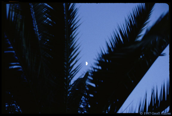 Moon through the Palm