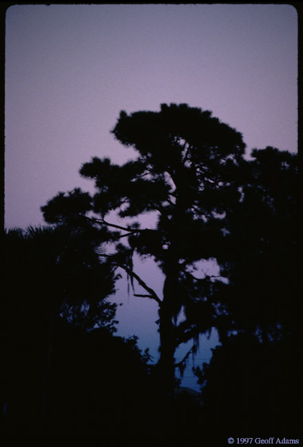 Purple Sky