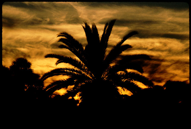 Sunset Palm